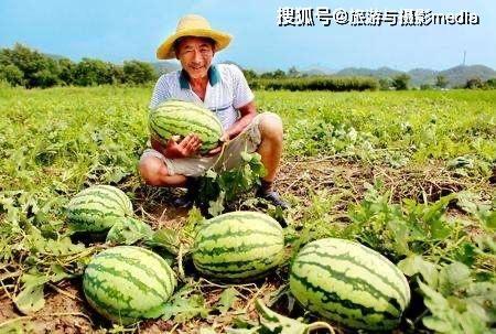 路边吃瓜蛙,揭秘路边吃瓜蛙的独特魅力