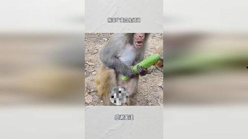 猴王吃瓜寓意是什么,揭秘智慧与勇气的寓言寓意