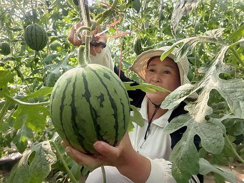 五山校区吃瓜,揭秘校园美食风云录”