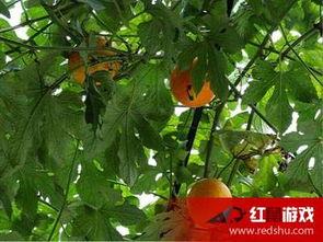 吊瓜叶子怎么吃,吊瓜叶子的多样食用方法探索