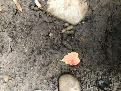 吃毛瓜大便黑色,毛瓜摄入与黑色大便现象解析