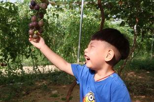 宝妈吃瓜后续,揭秘娱乐圈幕后真相