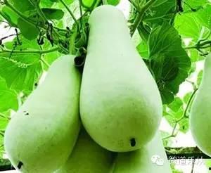 葫芦瓜与什么可以吃,美味养生两不误