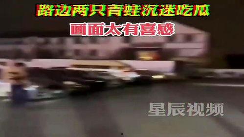 青蛙路边沉迷吃瓜,揭秘夏日街头一幕