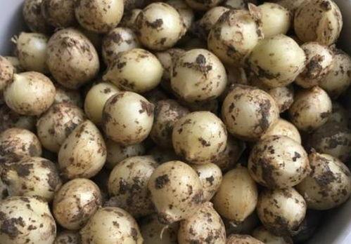 中医世家吃瓜,吃瓜养生新风尚