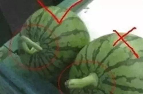 吃瓜用的昵称,揭秘吃瓜群众的昵称背后的故事