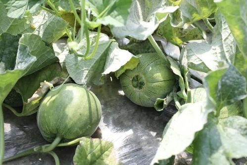 洛宁吃瓜,揭秘娱乐圈背后的那些事儿