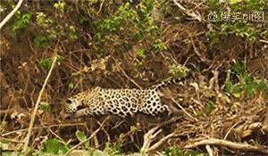 水豚吃瓜豹子,一场意想不到的动物奇遇