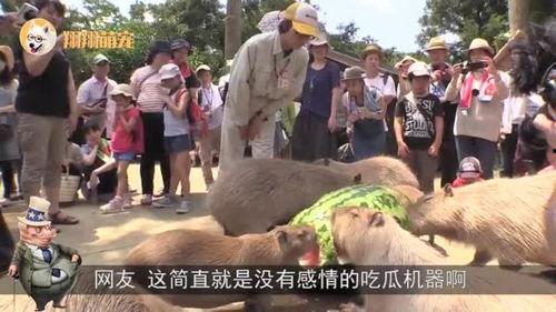 水豚吃瓜豹子,一场意想不到的动物奇遇