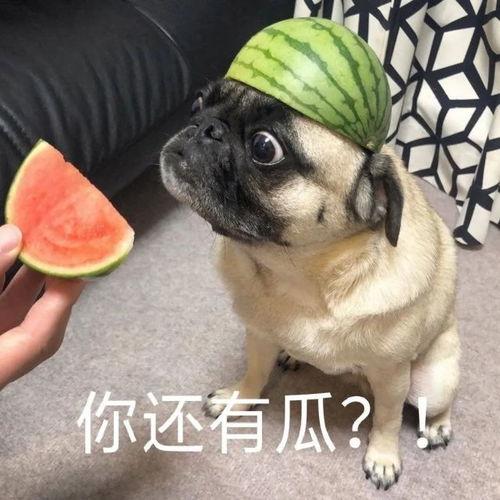 冷脸吃瓜表情包,揭秘网络表情包背后的趣味与内涵