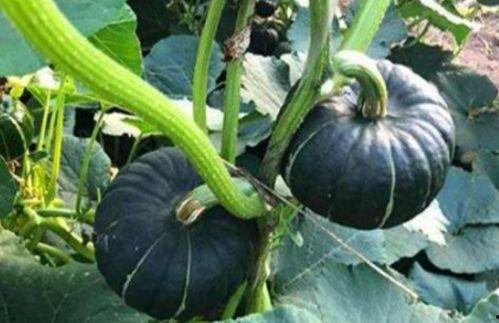 吃瓜小悠悠,揭秘娱乐圈幕后故事