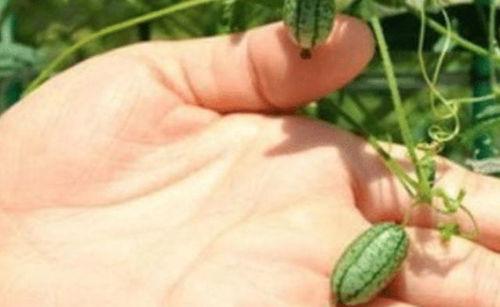 瓜吃虫子,自然界的奇妙共生现象