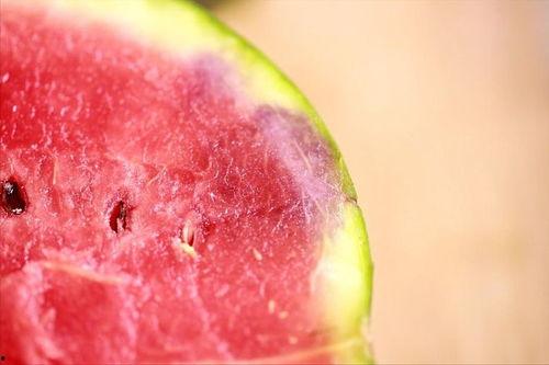 瓜吃虫子,自然界的奇妙共生现象