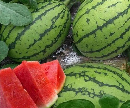 大瓜怎么吃,解锁美味吃法，尽享舌尖盛宴