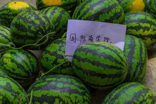 现代学校教室吃瓜,现代教室里的休闲时光