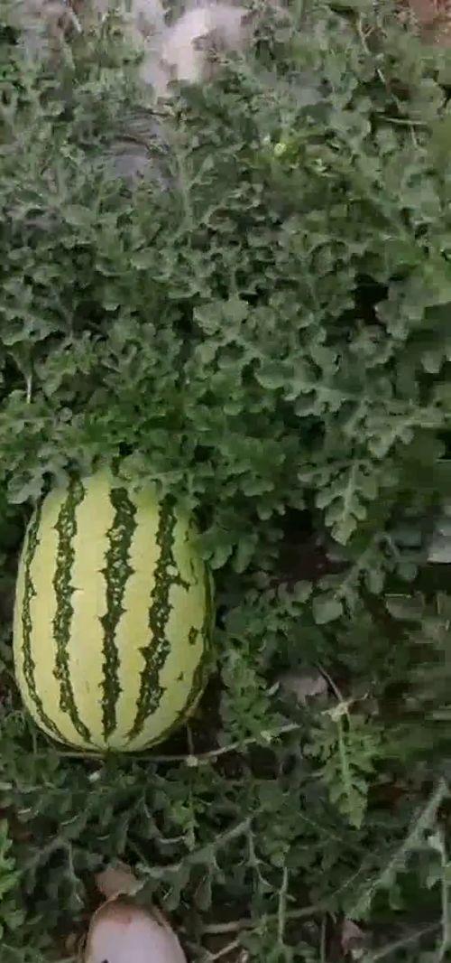 晒瓜怎么吃,解锁夏日清凉美味