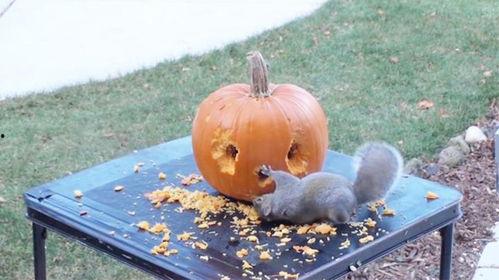 松鼠吃的瓜,揭秘森林中的美味秘密