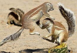 松鼠吃的瓜,揭秘森林中的美味秘密