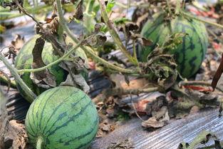 龙山吃瓜,揭秘当地特色美食背后的故事