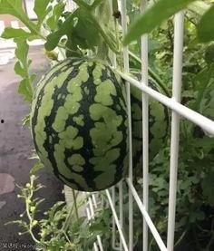 搞笑种瓜吃瓜,瓜田笑果连连