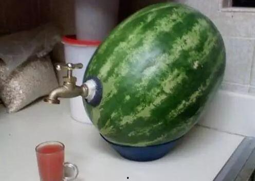 搞笑种瓜吃瓜,瓜田笑果连连