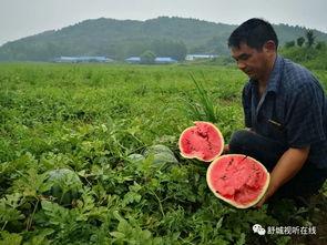 舒城最新吃瓜,揭秘背后惊人真相