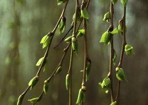 柳柳吃瓜,揭秘娱乐圈那些不为人知的幕后故事