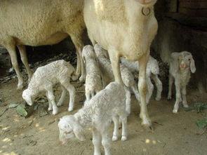 灰小羊吃瓜,灰小羊的瓜界探险记