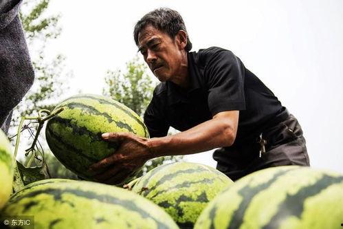 老汉吃瓜图片,笑谈丰收喜悦