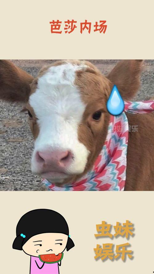 二少抖音吃瓜,揭秘娱乐圈幕后真相