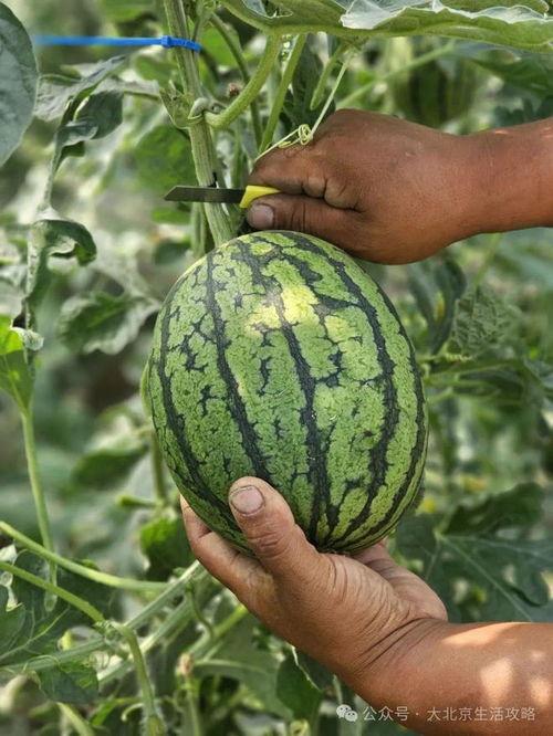 吃瓜北京,揭秘京城美食背后的故事