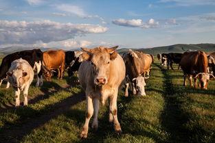 牛队长吃瓜大队,吃瓜大队揭秘娱乐圈风云