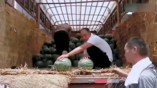 富阳吃瓜现场事件,一场网络热议背后的真相揭秘