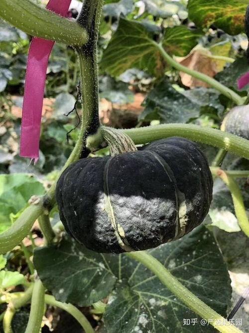 吃瓜不肯豆,揭秘瓜农与豆农的甜蜜较量