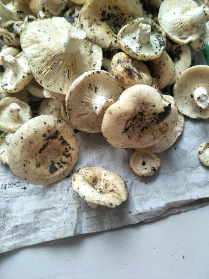 吃角瓜能吃蘑菇吗,探索两者共食的可能性