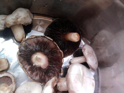 吃角瓜能吃蘑菇吗,探索两者共食的可能性