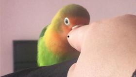 暴躁老哥 在线吃瓜,揭秘娱乐圈幕后风云