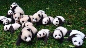 吃瓜恐龙公仔,揭秘吃瓜恐龙公仔的趣味魅力