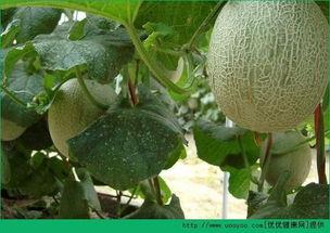 吃哈密瓜之后会觉得涩,揭秘吃后涩感背后的科学原理