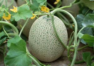 吃哈密瓜之后会觉得涩,揭秘吃后涩感背后的科学原理