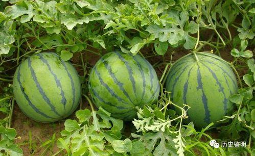 瓜农吃瓜中毒,警惕农药残留危害