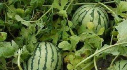 瓜农吃瓜中毒,警惕农药残留危害