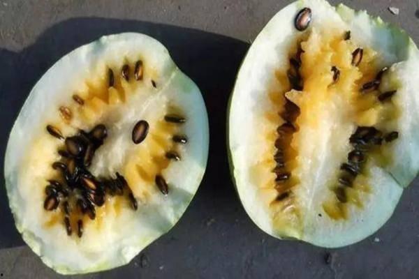 吃籽瓜不得肺癌,远离肺癌威胁