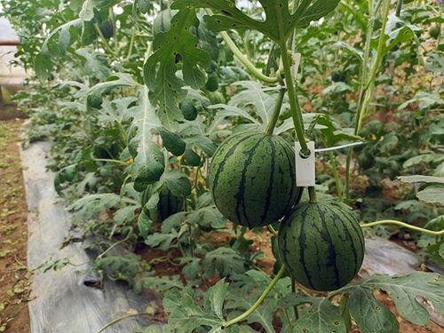 现在吃的小瓜,清爽滋味尽享一夏