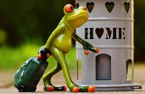 人偶蛙吃瓜,人偶蛙的瓜田奇遇记