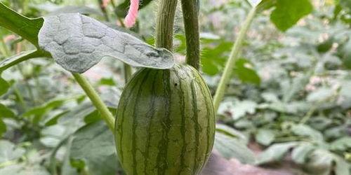 吃瓜热心北京朝阳,吃瓜群众的热心追踪