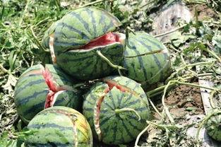 吃瓜热心北京朝阳,吃瓜群众的热心追踪