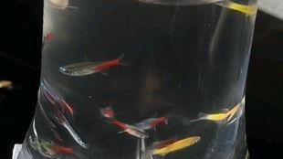 吃瓜好累的图片,揭秘网络热议背后的真相与反思