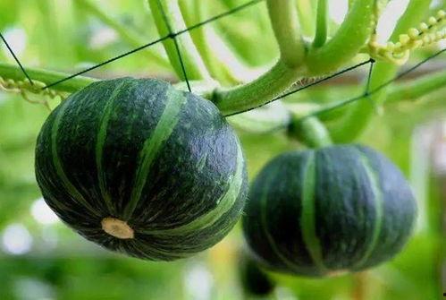 孝义最近吃瓜视频,揭秘当地热点事件背后的真相