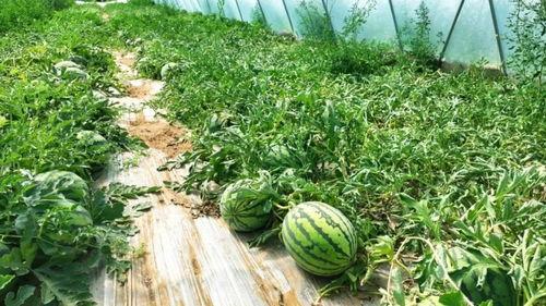 井川井吃瓜,揭秘网络热梗背后的故事